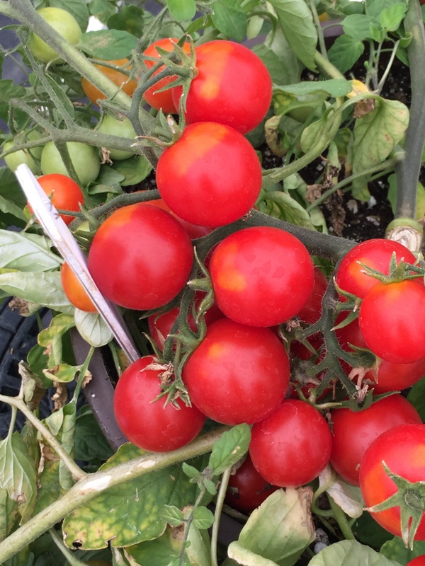 Growing Heirloom Tomatoes Bacria